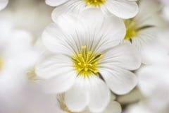 Close-up of a cluster of delicate white flowers stock image Close-up of a cluster of delicate white flowers stock image