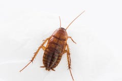 Close Up Cockroach On White Royalty Free Stock Photos