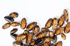 Close-up cockroach for study in laboratory. royalty free stock photos Close-up cockroach for study in laboratory. royalty free stock photos
