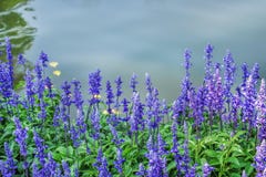 Colorful blue salvia flowers blooming near river stock photo Colorful blue salvia flowers blooming near river stock photo