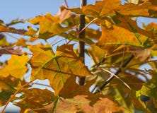 Close up colorful bright orange maple tree autumn leaves on blue royalty free stock image Close up colorful bright orange maple tree autumn leaves on blue royalty free stock image