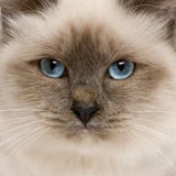 Close-up da face do gato de Birman Imagens de Stock Royalty Free Close-up da face do gato de Birman Imagens de Stock Royalty Free