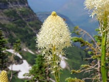 Close up da flor branca de tenax do Xerophyllum de Beargrass na fuga de Highline em Logan Pass em ir à estrada de Sun na geleira imagens de stock royalty free Close up da flor branca de tenax do Xerophyllum de Beargrass na fuga de Highline em Logan Pass em ir à estrada de Sun na geleira imagens de stock royalty free