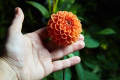 Close up dahlias flower in woman`s hand stock photography Close up dahlias flower in woman`s hand stock photography