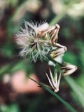 Close-Up Of Dandelion Against Blurred Background stock photos Close-Up Of Dandelion Against Blurred Background stock photos