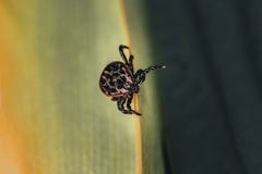 close-up. A dangerous parasite and infection carrier mite sitting on a green leaf stock photos close-up. A dangerous parasite and infection carrier mite sitting on a green leaf stock photos
