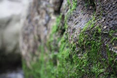 Close up das algas verdes que crescem na rocha na praia fotografia de stock Close up das algas verdes que crescem na rocha na praia fotografia de stock