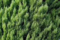 Close up das folhas verdes do Natal de árvores do Thuja no fundo horizontal verde imagem de stock Close up das folhas verdes do Natal de árvores do Thuja no fundo horizontal verde imagem de stock