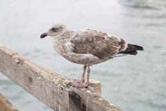 Close up das gaivotas que sentam-se na cerca em San Francisco, Califórnia foto de stock Close up das gaivotas que sentam-se na cerca em San Francisco, Califórnia foto de stock