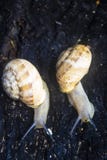 Close-up de dois caracóis que rastejam em um log queimado com um fundo macio fotografia de stock Close-up de dois caracóis que rastejam em um log queimado com um fundo macio fotografia de stock
