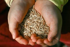 Close up de duas mãos que guardam a pilha do arroz marrom do jasmim nas cascas imagem de stock Close up de duas mãos que guardam a pilha do arroz marrom do jasmim nas cascas imagem de stock