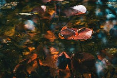 Close-up de uma folha vermelha de uma planta aquática em um lago imagens de stock Close-up de uma folha vermelha de uma planta aquática em um lago imagens de stock