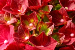 Close-up de uma planta vermelha de florescência da hortênsia foto de stock Close-up de uma planta vermelha de florescência da hortênsia foto de stock