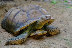 Close-up detail of a African spurred tortoise stock photography Close-up detail of a African spurred tortoise stock photography