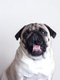 Close-up do pug do cão com os olhos marrons tristes que bocejam Retrato no fundo branco fotografia de stock Close-up do pug do cão com os olhos marrons tristes que bocejam Retrato no fundo branco fotografia de stock