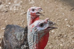 Close up of domesticated turkeys. Having bald head and red wattles royalty free stock images Close up of domesticated turkeys. Having bald head and red wattles royalty free stock images