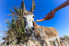 Close-up of donkey feeding