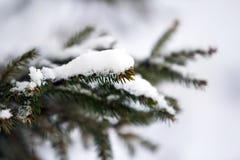 Close-up dos ramos de pinheiro verdes cobertos com a neve no inverno Imagem de Stock Close-up dos ramos de pinheiro verdes cobertos com a neve no inverno Imagem de Stock