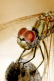 Close up of dragonfly stock images Close up of dragonfly stock images