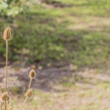 Close up of a dry plant with brown spots on a sunny day stock images Close up of a dry plant with brown spots on a sunny day stock images