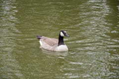 Close up of a Duck swimming in a pond Royalty Free Stock Photography Close up of a Duck swimming in a pond Royalty Free Stock Photography