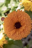 close up of english marigold flower. royalty free stock photography close up of english marigold flower. royalty free stock photography