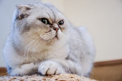 Close up Exotic Shorthair cat is looking this way and wondered something