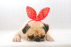 Close-up face of cute dog puppy pug with bunny rabbit ear sleep rest on cotton wool in white background. royalty free stock photos Close-up face of cute dog puppy pug with bunny rabbit ear sleep rest on cotton wool in white background. royalty free stock photos