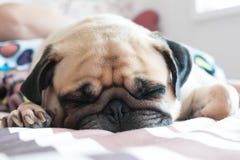 Close up face of Cute pug puppy dog sleeping on bed Stock Photo Close up face of Cute pug puppy dog sleeping on bed Stock Photo