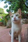 Close up of face of little and cute cat stock images Close up of face of little and cute cat stock images
