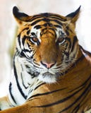 Close Up Face Of Indo Chinese Tiger Face Royalty Free Stock Photos