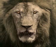 Close Up Face Of Male Lion Dangerous African Safari Animals King Stock Images