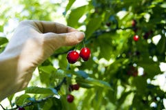 Close up of farmer woman hand picking, harvesting fresh ripe cherries straight from the tree, sun filter through leaves, shadow royalty free stock photo Close up of farmer woman hand picking, harvesting fresh ripe cherries straight from the tree, sun filter through leaves, shadow royalty free stock photo