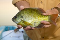 Close up of fisherman holding a Bluegill pan fish Stock Image Close up of fisherman holding a Bluegill pan fish Stock Image