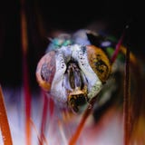 Close up of a fly stock image Close up of a fly stock image