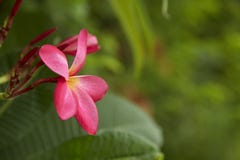 Close-Up Of Frangipani Blooming Outdoors stock photo Close-Up Of Frangipani Blooming Outdoors stock photo