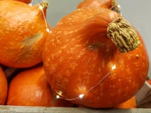 Close up on a fresh pumpkin with glowing lights royalty free stock photos Close up on a fresh pumpkin with glowing lights royalty free stock photos