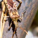 Close-up of the front part of a brown European weevil & x28;Curculionidae& x29; on a rusty stick stock photography Close-up of the front part of a brown European weevil & x28;Curculionidae& x29; on a rusty stick stock photography