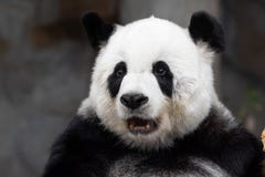 Close Up Funny Pose Of Giant Panda`s Face Royalty Free Stock Photo