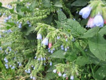 Close-up of a garden bush with shaggy leaves and pink and blue small flowers in the form of bluebells. Selective focus, side view royalty free stock photo Close-up of a garden bush with shaggy leaves and pink and blue small flowers in the form of bluebells. Selective focus, side view royalty free stock photo