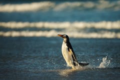 Close up of a Gentoo penguin in Atlantic ocean royalty free stock photos Close up of a Gentoo penguin in Atlantic ocean royalty free stock photos