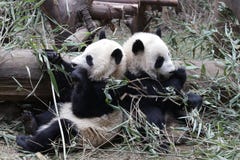 Close-up Giant Panda`s Cub , Chengdu, China Royalty Free Stock Image