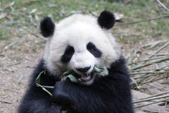 Close-up Giant Panda`s Cub , Chengdu, China Stock Image