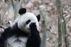 Close-up Giant Panda`s Fluffy Face, China Stock Photography