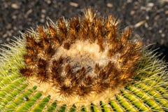 Close up of golden barrel cactus Echinocactus grusonii royalty free stock photos Close up of golden barrel cactus Echinocactus grusonii royalty free stock photos
