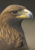 Close up of a Golden Eagle