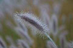 Close Up, Grass Family, Grass, Macro Photography stock image Close Up, Grass Family, Grass, Macro Photography stock image
