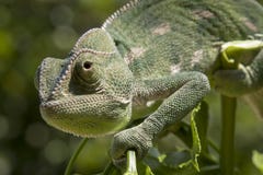 Green chameleon close up on a branch royalty free stock image Green chameleon close up on a branch royalty free stock image