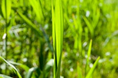 Close-up of green grass in summer stock photos Close-up of green grass in summer stock photos