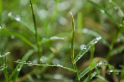 Close up on green leaves with raindrops on their leaves, rainy day on green leaves royalty free stock photo Close up on green leaves with raindrops on their leaves, rainy day on green leaves royalty free stock photo